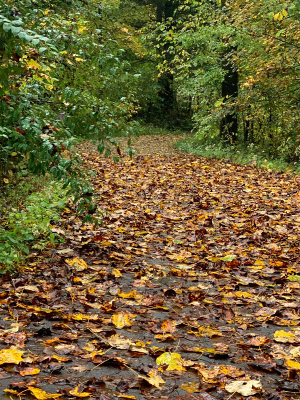 Fallen Leaves Poem by Fletcher Lee Johnson