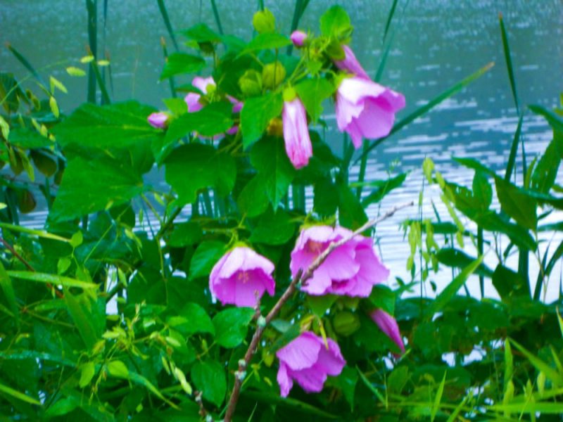 adventure hike flowers